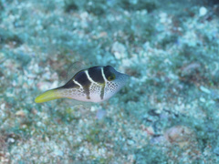 Paraluteres prionurus