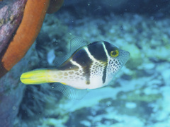 Paraluteres prionurus