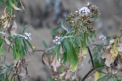 Stevia seleriana