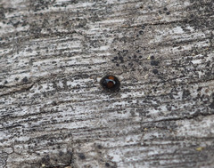 Serangium maculigerum