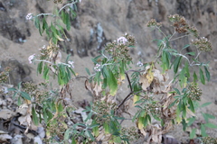 Stevia seleriana