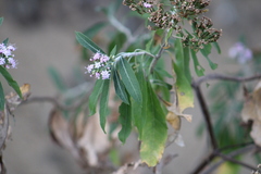 Stevia seleriana