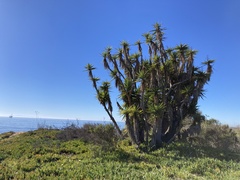 Yucca gigantea