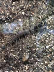 Archichauliodes diversus