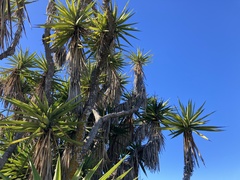 Yucca gigantea