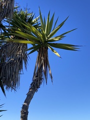 Yucca gigantea