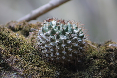 Mammillaria karwinskiana