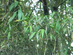 Guadua angustifolia