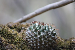 Mammillaria karwinskiana