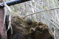 Mammillaria karwinskiana