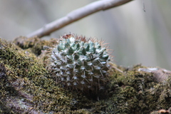 Mammillaria karwinskiana