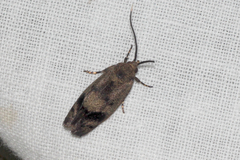 Pycnocera hypoxantha