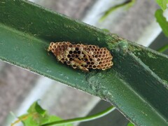Mischocyttarus basimacula