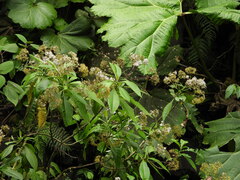 Cordia alliodora