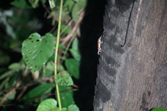 Uperodon taprobanicus