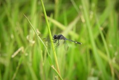 Erythrodiplax nigricans
