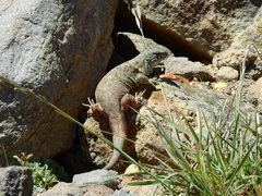 Liolaemus flavipiceus