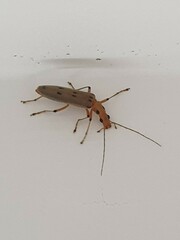 Parisopalpus nigronotatus