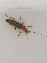 Parisopalpus nigronotatus