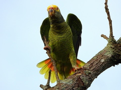 Alipiopsitta xanthops