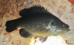 Lepomis gulosus