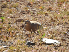 Metriopelia melanoptera