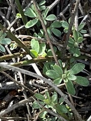 Acmispon glaber glaber