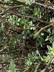 Acmispon glaber glaber