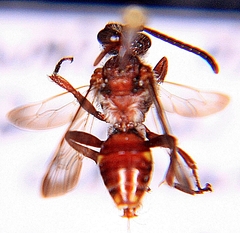 Nomada maculata