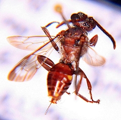 Nomada maculata