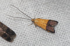 Crocanthes micradelpha