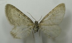 Eupithecia cretaceata