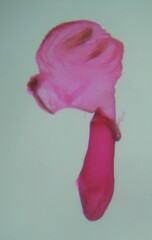 Eupithecia cretaceata