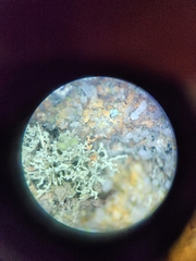 Ramalina petrina