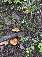 Omphalotus olivascens