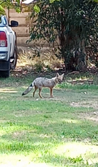 Lycalopex gymnocercus