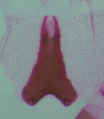 Eupithecia cretaceata