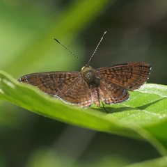 Detritivora barnesi