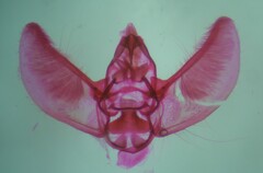 Eupithecia cretaceata