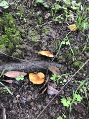 Omphalotus olivascens
