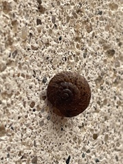 Xerotricha conspurcata