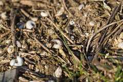 Xerolenta obvia