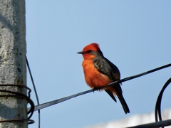 Pyrocephalus rubinus