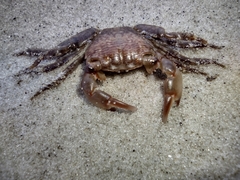 Pachygrapsus transversus