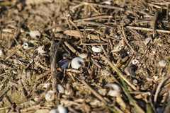 Xerolenta obvia