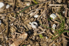Xerolenta obvia