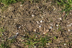 Xerolenta obvia