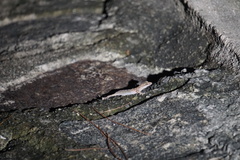 Hemidactylus parvimaculatus