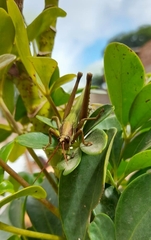 Coryacris angustipennis