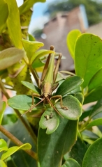 Coryacris angustipennis